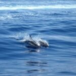 From Lefkimmi: Corfu, Kavos Party Booze Cruise - The Boat Party: Music, Dancing, and Good Vibes