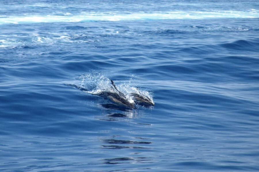 From Lefkimmi: Corfu, Kavos Party Booze Cruise - The Boat Party: Music, Dancing, and Good Vibes