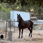 From Lisbon: Amazing Full-Day Tour with Horse Riding on the Beach - What Makes the Horseback Riding on the Beach Unique