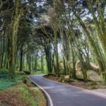 From Lisbon: Pena, Regaleira, Peninha, Adraga & Coastline - Savoring Sintra’s Traditional Travesseiro Pastry at Casa Piriquita