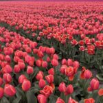 From Lisse: Landrover Tour Around Keukenhof & Flower Fields - Visiting the Lisserpool Mill and Water Level Views