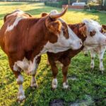 From Ljubljana: Bled & Bohinj Day Trip + Local Picnic Treat - Exploring Triglav National Park & Lake Bohinj