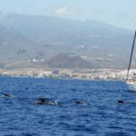 From Los Gigantes: Whale Watching Sailboat Cruise - Key Points