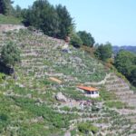 From Lugo: Half day excursion to Ribeira sacra - Visit to a Ribeira Sacra Winery with Wine Tasting