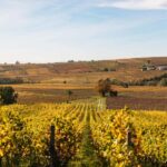 From Lyon: Beaujolais Wine Tour with Tastings - Visiting Two Family-Run Wineries
