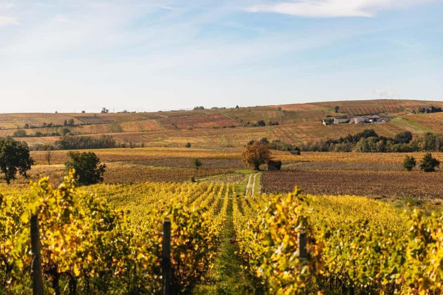 From Lyon: Beaujolais Wine Tour with Tastings - Visiting Two Family-Run Wineries