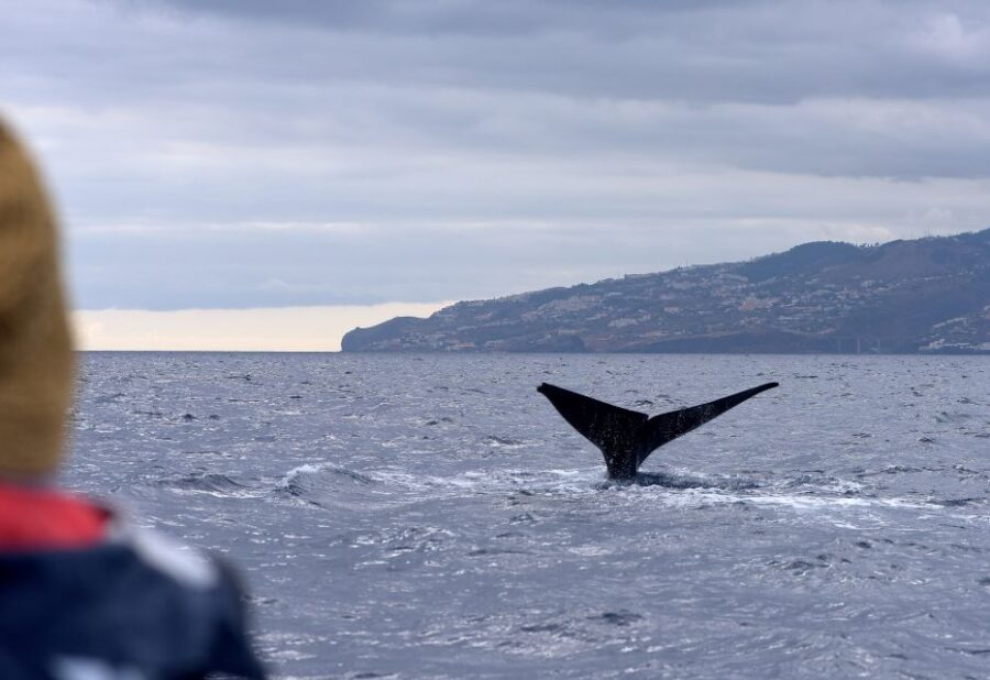 From Machico: Madeira Whale and Dolphin Watching Boat Tour - Exploring the Marine Ecosystem with a Marine Biologist