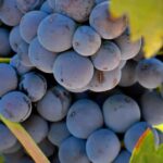 From Madrid: Visit Cuenca and a vineyard in the Spanish Tuscany - From Madrid to Cuencas Historic Old Town and Modern Gorges