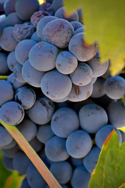 From Madrid: Visit Cuenca and a vineyard in the Spanish Tuscany - From Madrid to Cuencas Historic Old Town and Modern Gorges