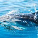 From Malaga: Day trip to Gibraltar and Dolphin Boat Tour - Discovering Gibraltar’s Top Sights During Free Time