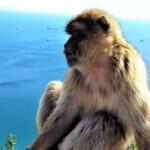 From Málaga or Marbella: Private Gibraltar Tour - Crossing the Border into Gibraltar and the Imposing Rock
