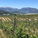 From Marbella: Ronda Tour Wineries Tour with Lunch - Walking Tour of Ronda’s Iconic Cliffside Streets