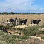 From Montpellier: Camargue and Salt Marshes Guided Tour - Starting Point at Place de France in Montpellier