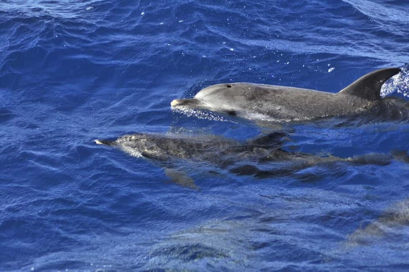 From Morro Jable: Dolphin and Whale Watching and Snorkelling - Searching for Dolphins and Whales in the Atlantic Ocean