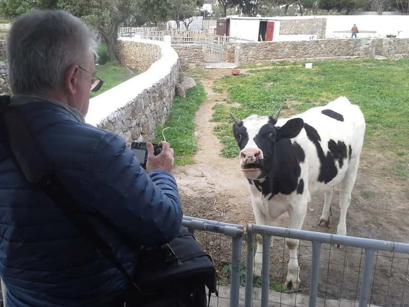 From Mykonos: Ano Mera Farm Tour - From the Old Town to Ano Mera: Starting Your Farming Experience