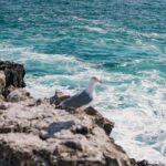 From Nazaré: Private Tour to Worlds Biggest Waves - Starting the Journey from Lisbon to Nazaré