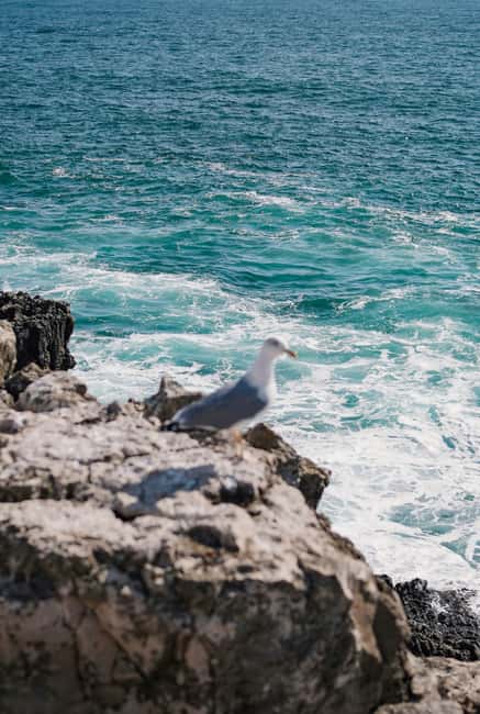From Nazaré: Private Tour to Worlds Biggest Waves - Starting the Journey from Lisbon to Nazaré