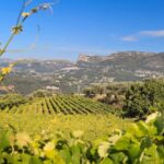 From Nice: Half-Day Wine Tour in the Bellet Wine Region - The Guided Experience and Local Insights