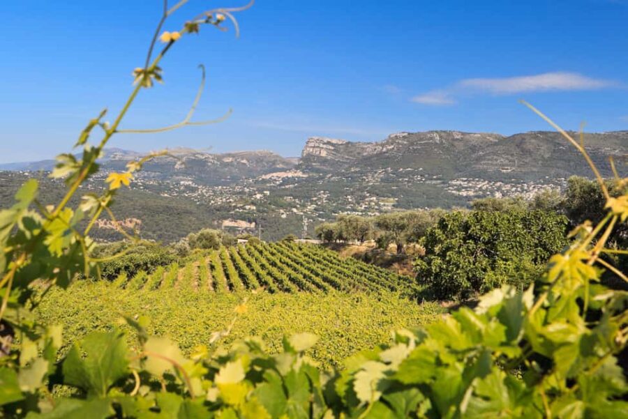 From Nice: Half-Day Wine Tour in the Bellet Wine Region - The Guided Experience and Local Insights