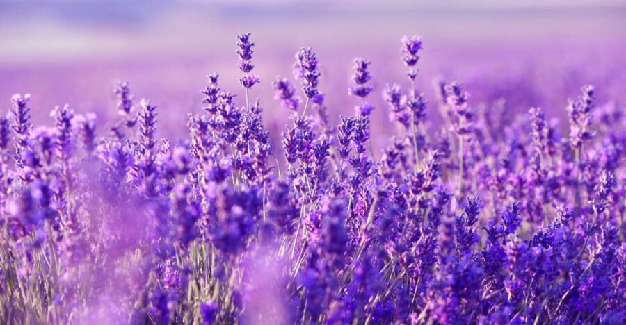 From Nice: Verdon Gorge Full-Day Tour - Key Points