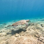 FROM PAPHOS: Snorkeling at the Marine Park (shore) - Why This Snorkeling Tour Stands Out in Paphos