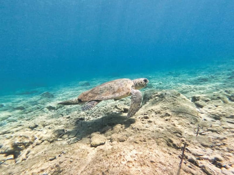 FROM PAPHOS: Snorkeling at the Marine Park (shore) - Why This Snorkeling Tour Stands Out in Paphos