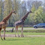 From Paris: Thoiry Park Safari and Castle Tour - From Paris to the Heart of Ile-de-France: Starting the Adventure