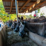 From Podgorica: Donkey Farm Visit - Visiting the Donkey Museum in the Farm Area