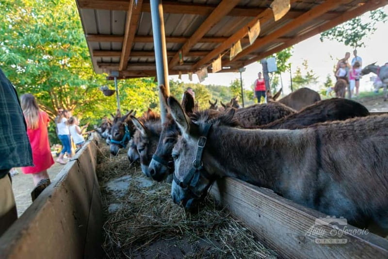 From Podgorica: Donkey Farm Visit - Visiting the Donkey Museum in the Farm Area