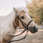 From Porto: Beach Horseback Ride + Brunch + Pickup - Convenient Pickup and Short Drive from Porto