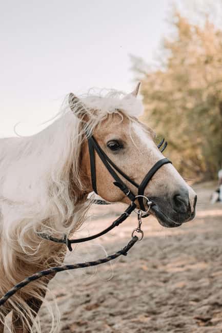From Porto: Beach Horseback Ride + Brunch + Pickup - Convenient Pickup and Short Drive from Porto