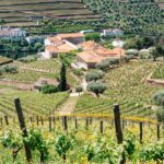 From Porto: Douro Valley - half a day on a wine experience - Scenic Drive and Photo Stop in Pinhão