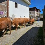 From Porto: Full-Day Tour in Gerês National Park - Exploring the Village of Fafião and Its Pastoral Life