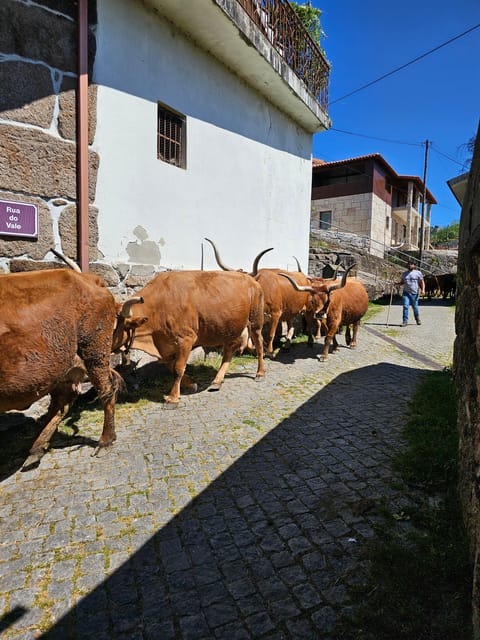 From Porto: Full-Day Tour in Gerês National Park - Exploring the Village of Fafião and Its Pastoral Life