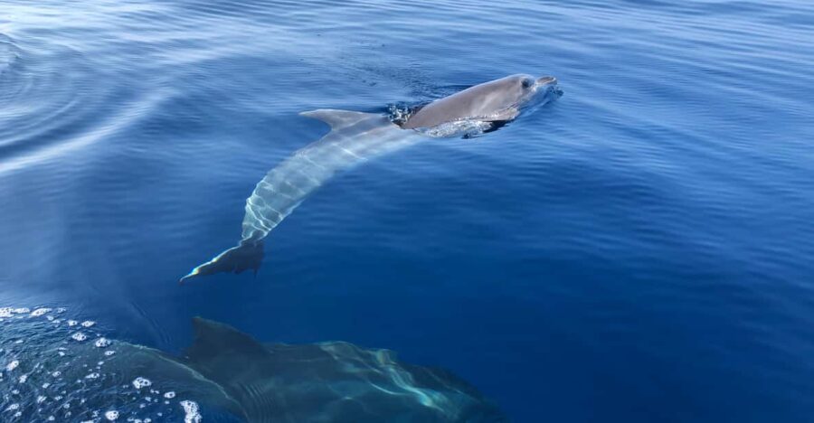 From Propriano: Cala d' Orzu Jetski Tour - 3h - Professional Guidance and Safety Measures