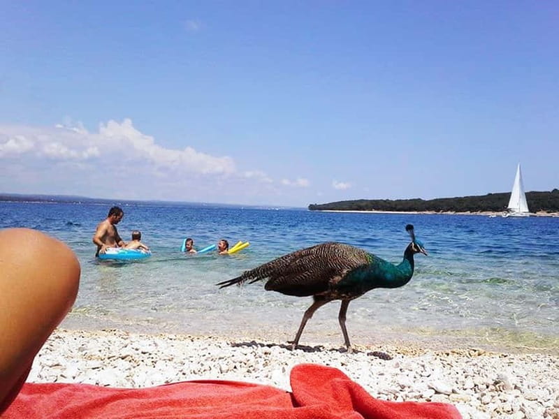 From Pula: Island Stop and National Park Day Cruise - Scenic Cruising Along the Croatian Coast