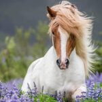 From Reykjavik: Full-Day Horse Riding & Golden Circle Tour - Highlights of the Horseback Riding with Laxnes Farm