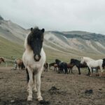 From Reykjavík: Horseback Ride Below the Majestic Mountains - Starting in Reykjavík for a Full-Day Icelandic Horseback Adventure