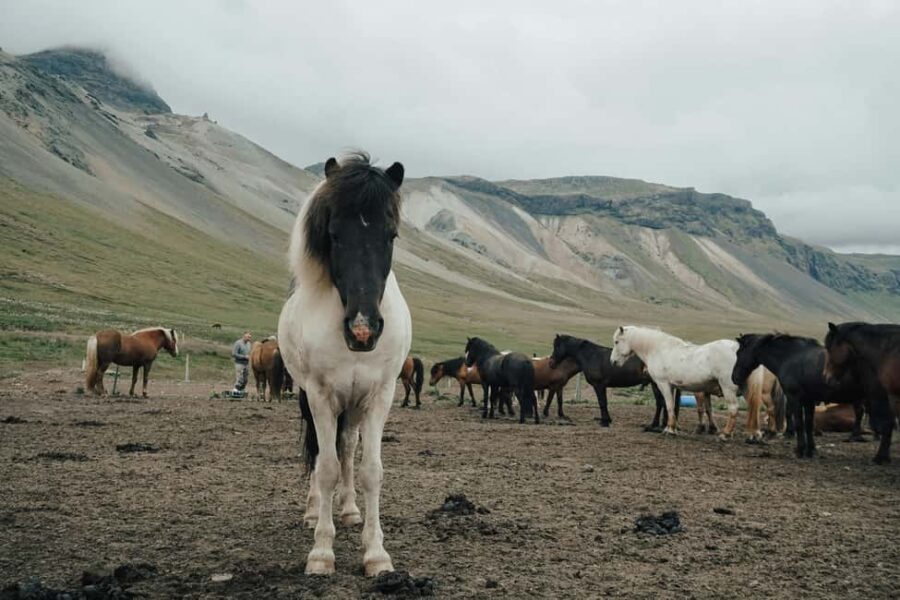 From Reykjavík: Horseback Ride Below the Majestic Mountains - Starting in Reykjavík for a Full-Day Icelandic Horseback Adventure
