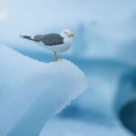 From Reykjavik: Jökulsárlón Glacier Lagoon and Diamond Beach - How the Tour Starts and Ends in Reykjavik