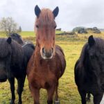 From Reykjavik: Private Golden Circle & Blue Lagoon Tour - Brú Horsefarm: Meet Icelandic Horses