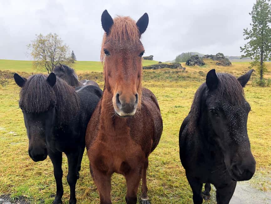 From Reykjavik: Private Golden Circle & Blue Lagoon Tour - Brú Horsefarm: Meet Icelandic Horses