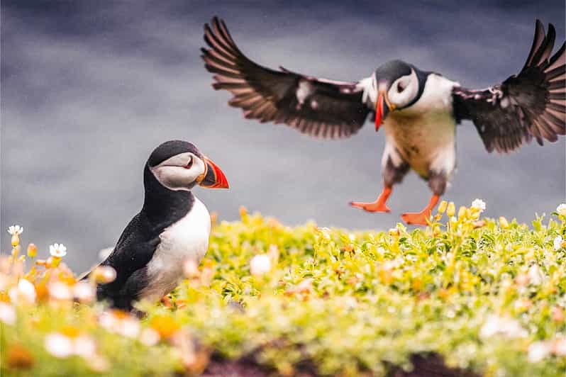 From Reykjavik: Puffin and Volcano Tour in Westman Islands - Exploring Elephant Rock and Puffin Colonies