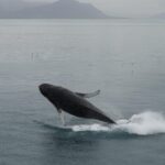 From Reykjavik: Whale Watching Tour - Departure Point at Geirsgata 11 Offers Easy Access