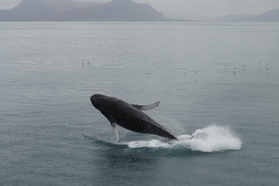 From Reykjavik: Whale Watching Tour - Departure Point at Geirsgata 11 Offers Easy Access
