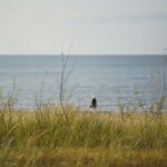 From Riga: Explore Latvian Nature With a Local Photographer - Scenic Drives Out of Riga to Latvian Countryside