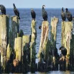 From Riga: Jurmala & Kemeri Tour + Picnic - The Picnic: Latvian Snacks with a View