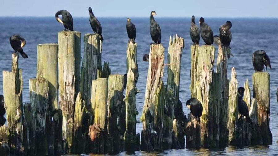 From Riga: Jurmala & Kemeri Tour + Picnic - The Picnic: Latvian Snacks with a View