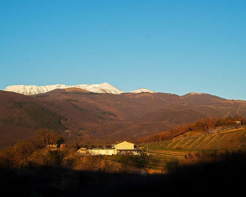 From Rome: Cantina Le Macchie Winery Tour and Tasting - Exploring the Modern Winery Production Facility