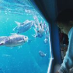 From Roses: Cap Norfeu Boat Cruise & Swimming - Exploring the Natural Beauty of Cabo de Creus by Boat